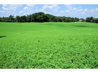 TRACT 3 - REAL ESTATE AUCTION - 2 PRESTIGUOUS HOMES - 66+/- ACRES IN 5 TRACTS IN NOBLE COUNTY, INDIANA